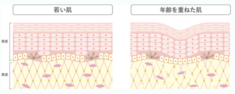 ヒアルロン酸の働き